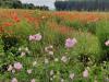 Wildblumenwiese Großes Bruch