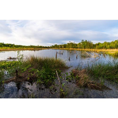 Im Wittmoor erwirbt die Loki Schmidt Stiftung mit Spenden Moorflächen.jpg