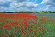 Klatschmohn, Kornblume, Kamille - diese blütenbunte Vielfalt ist in der Agrarlandschaft kaum noch zu finden (Foto: Hermann Timmann)
