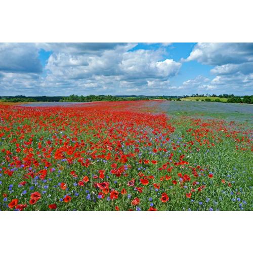 Klatschmohn, Kornblume, Kamille - diese blütenbunte Vielfalt ist in der Agrarlandschaft kaum noch zu finden 