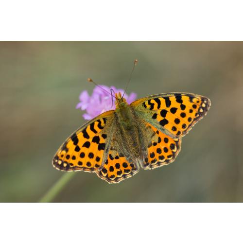Kleiner Perlmutterfalter (Issoria lathonia)