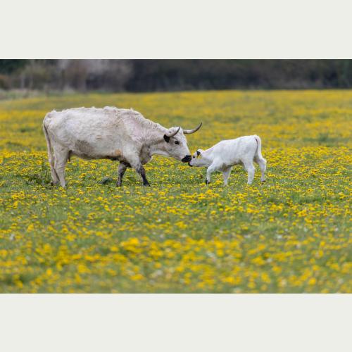 Kuh und Kalb_Jürgen Borris.jpg