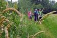 Wildkräuterführung entlang der Wandse - Foto: Anna Thielisch