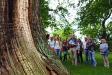 Rundgang zu bemerkenswerten Bäumen an der Alster - Foto: Anna Thielisch