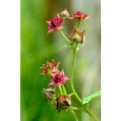 Mit seinen purpufarbenen bis blutroten Blüten ist das Sumpf-Blutauge ein wahrer Hingucker in Mooren 