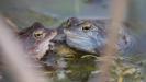 Moorfrosch