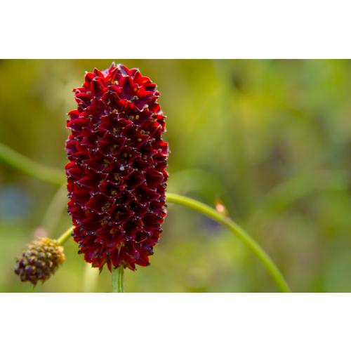 Foto: Angelica Jerzewski