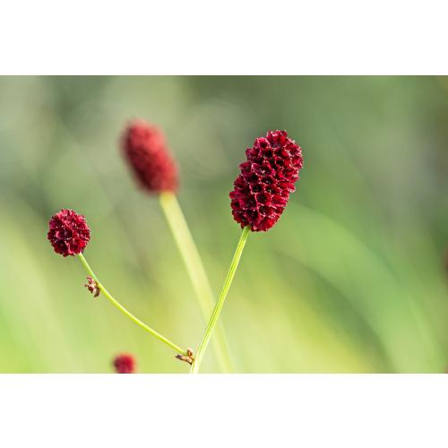 Foto: Hermann Timman