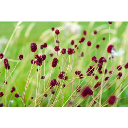 Foto: Julian Denstorf