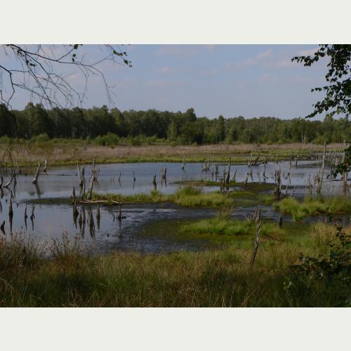 Spezialisierte Arten, stabiler Wasserhaushalt, meterdicke Torfschichten - Moore sind spannende Untersuchungsobjekte