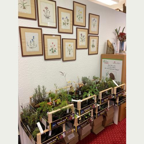 Staudensets in der Geschäftsstelle der Stiftung können ab sofort von den Schulen abgeholt werden.jpg