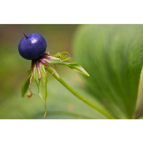 Aus dem Fruchtknoten bildet sich im Laufe des Sommers eine schwarze oder dunkelblaue Beere, in der sich die Samen ausbilden.