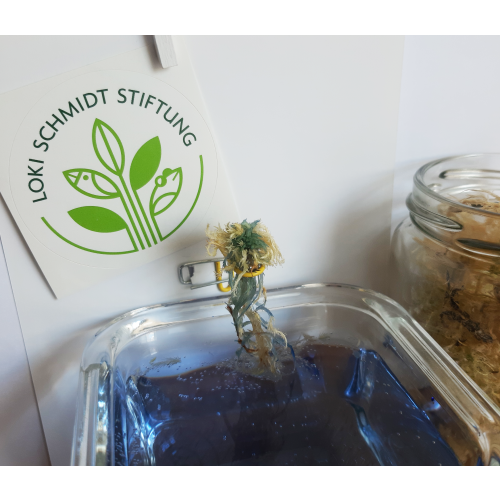 Torfmoose können das 30 Fache ihres Gewichts an Wasser speichern und filtern dabei Schadstoffe, im Experiment durch blaue Farbe dargestellt