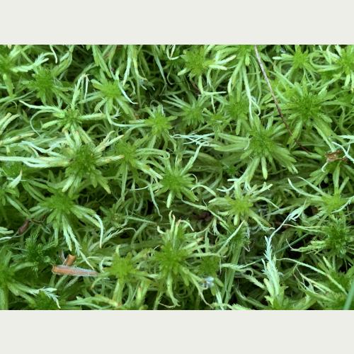 Torfmoose leben in Moorseen und können das 20-40 Fache ihres Gewichts an Wasser speichern