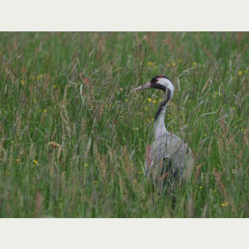 Unsere größten Schreitvögel, die Kraniche,  brüten in Mooren und Feuchtgebieten