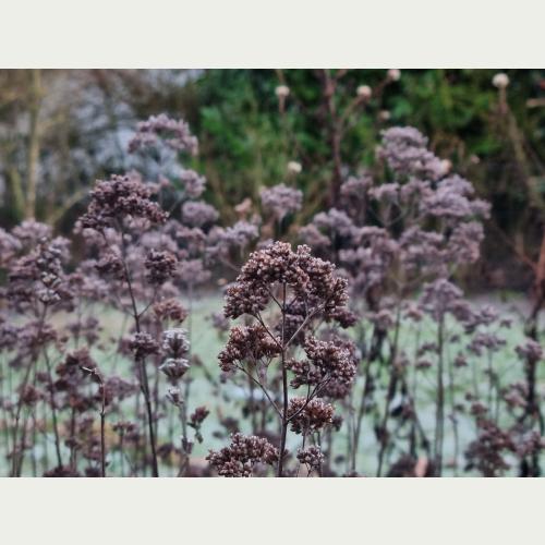 Vertrocknete Samenstände stehen lassen, denn hier überwintern viele Insekten. 