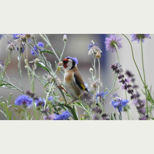 Vögel wie der Stieglitz finden in abgeblühten Pflanzenstängeln Nahrung