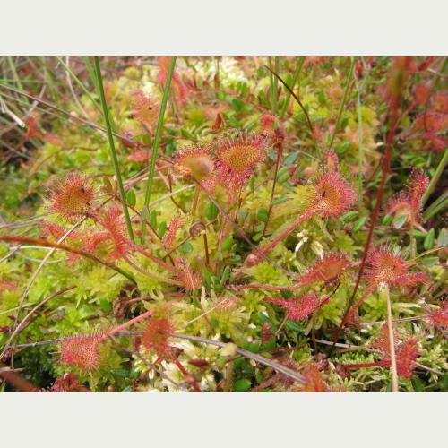 Wie Tautropfen glitzert das klebrige Sekret am Ende der Tentakel des Rundblättrigen Sonnentaus in der Sonne, für Insekten eine tödliche Falle. © Norbert Jürgens