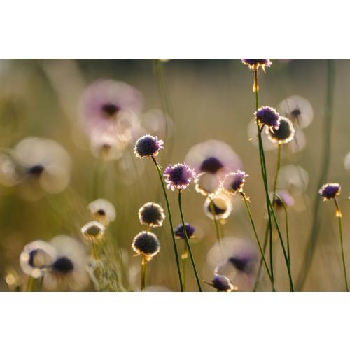 Wie ein rosafarbener Flor scheinen im Sommer die leuchtenden Blütenstände der Grasnelke über den Flächen zu schweben.