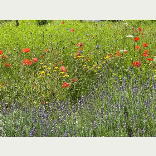 Eine Wildblumenwiese im Garten schafft eine bunte, artenreiche Vielfalt auf sonnigem-mageren Standort (Foto: Loki Schmidt Stiftung)