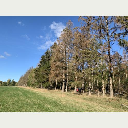 Aus dem Fichtenforst soll bald ein naturnaher Laubwald werden