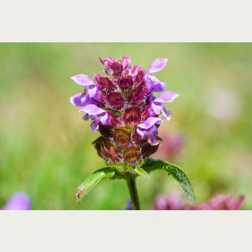 Die Kleine Braunelle bietet während ihrer langen Blütezeit von Juni bis Oktober Nahrung für viele Insekten