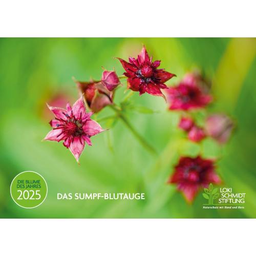 Mit dem Kalender zum Sumpf-Blutauge stellt die Loki Schmidt Stiftung die blutrote Moorschönheit ein Jahr lang in den Fokus