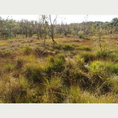 Das Ohmoor verfügt über Moorheide und Moor-Birkenwald - hier wachsen Glockenheide, Moosbeere und Torfmoose.