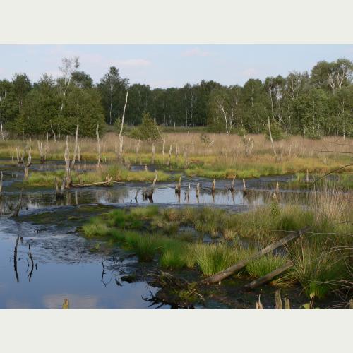 Das Wittmoor ist ein Paradebeispiel für die Renaturierung von Hochmooren - Kraniche, Sonnentau und Moosjungfer leben hier