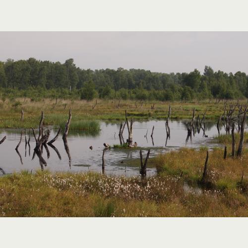 Das Wittmoor konnte dank unserer Spender*innen zum größten Teil von der Stiftung erworben und erfolgreich renaturiert werden.