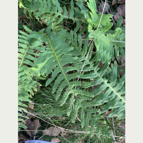 Der Gewöhnliche Tüpfelfarn steht in Hamburg auf der Vornwarnliste der Roten Liste gefährdeter Arten