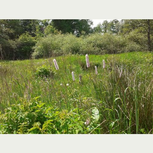 Der Schlangen-Knöterich steht in Hamburg auf der Roten Liste gefährdeter Pflanzen. Er wächst auf humusreichen, feuchten Wiesen. Foto: Loki Schmidt Stiftung