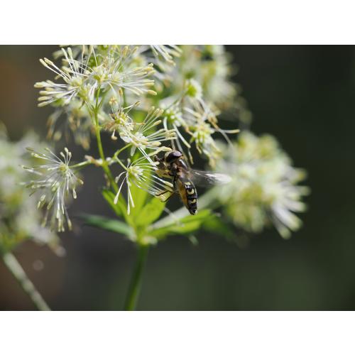 Die Gelbe Wiesenraute produziert keinen Nektar, verfügt dafür jedoch über ein reichhaltige Pollenangebot, das von Wildbienen und Schwebfliegen wie der Frühen Großstirnschwebfliege, genutzt wird