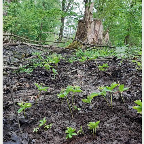 Die Einbeere kommt in feuchten, naturnahen Wäldern vor. Im Sumpfwald im Wilhelmsburger Inselpark findet sie ideale Standortbedingungen vor