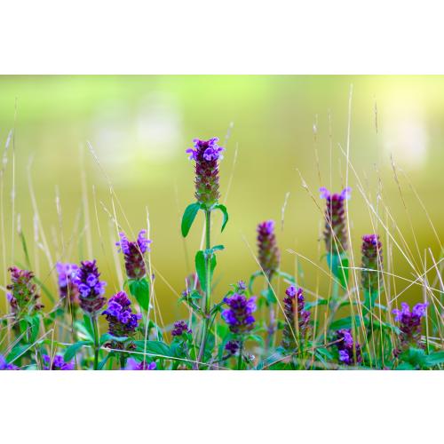 Die Kleine Braunelle ist Blume des Jahres 2023. Sie wächst in Wiesen, Weiden, Rasen und an Wegrändern