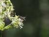 Die Blüten bieten Schwebfliegen, Wildbienen und Käfern ein großes Pollenangebot (Foto: Cyrille Claudel)