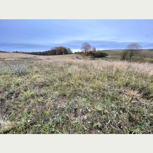 Die Goritzer Wiesen sind wichtiger Lebensraum und Rückzugsgebiet für zahlreiche Pflanzen- und Tierarten.