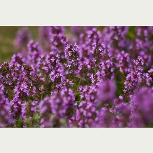 Sand-Thymian steht in Mecklenburg-Vorpommern auf der Vorwarnliste_er ist eine wichtige Nahrungsquelle für Insekten