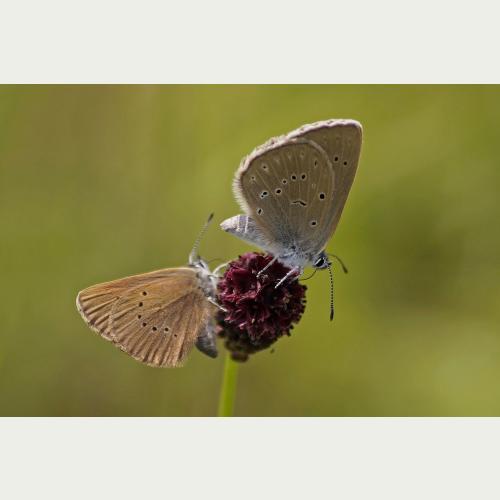 Dunkler und Heller Wiesenknopf Ameisenbläuling_vlnr_Ute Zengerling.jpg