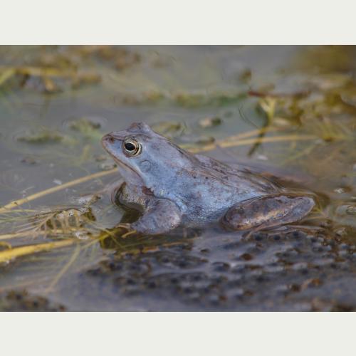 Nur wenige Tage im Jahr zeigen die männlichen Moorfrösche ihr blaues 'Hochzeitskleid'.