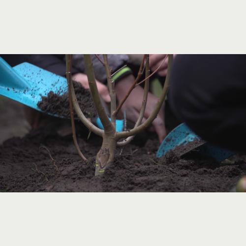 Hier packen alle mit an: Gemeinsam mit den Kindern wird die Sal-Weide auf dem Schulhof  gepflanzt.