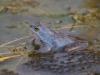 Moorfrosch