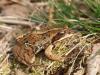 Moorfrosch