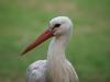 Weißstorch