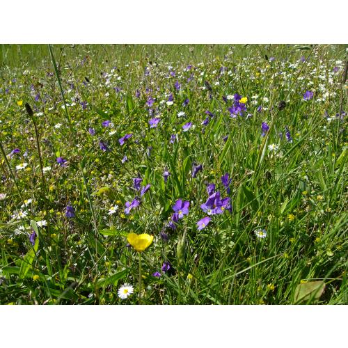 Selteneres Mähen und weniger Düngen bedeutet mehr Artenvielfalt auf Wiesen und Weiden