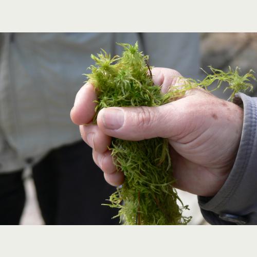 Torfmoose wachsen bis zu 10 cm im Jahr und sind zum Grossteil für die Torfbildung und den Wasserrückhalt verantwortlich