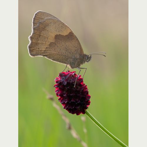 Großer Wiesenknopf_Großes Ochsenauge_Wiltink.jpg