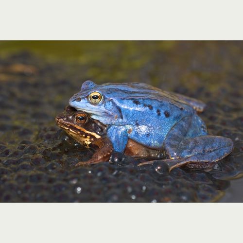 Moorfrosch_Udo Steinhäuser.jpg