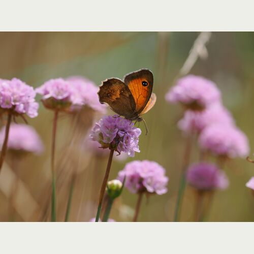 Während der langen Blütezeit von Mai bis Oktober bietet die Grasnelke Nektar und Pollen für Schmetterlinge und Wildbienen