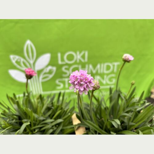 Die Grasnelke wurde von der Loki Schmidt STiftung zur Blume des Jahres 2024 ernannt.